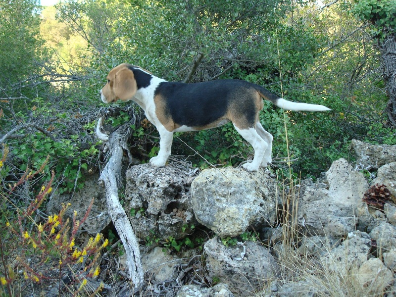 Jade des collines mimetaines