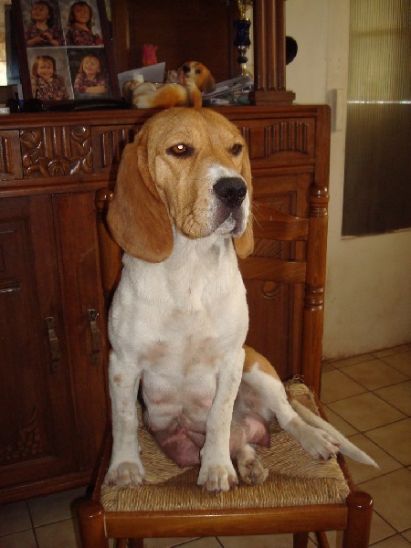 Calypso des collines mimetaines