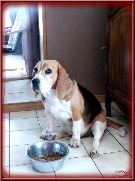 Artemis des collines mimetaines