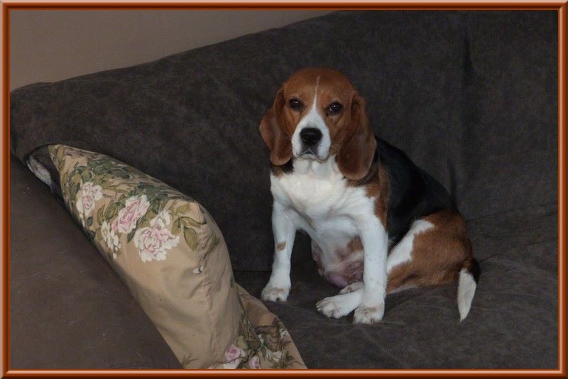 Bessie des collines mimetaines