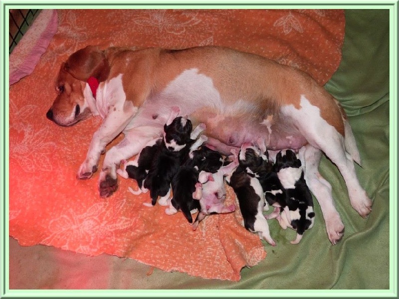 Chiot Beagle des collines mimetaines